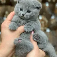 گربه