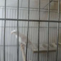 قناری سالم و سرحال|پرنده|خوی, |دیوار