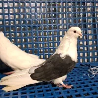 چهار جوجه از مجموعه کبوتران ساوان