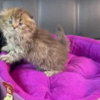 بچه گربه های اشرافی و زیبا|گربه|یزد, |دیوار