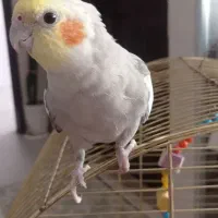 عروس هلندیم گم شده|حیوانات|فولادشهر, مسکن مهر فولادشهر|دیوار