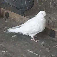 یه گل کاشونی دم سیاه سرخ زیر قیمت