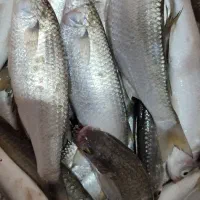 ماهی بیا و حواسیم