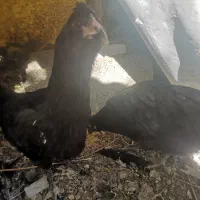 دو تا نیمچه سوماترا و گلین مجانی جهت قربانی، فوری|حیوانات مزرعه|طالقان, |دیوار