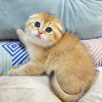 مجموعه گربه ایران کتز