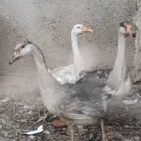 غاز و قوغاز