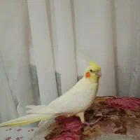 عروس هلندی دستی صحبت میکنه ولی کم|پرنده|کاشمر, |دیوار