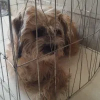 سگ خانواده دوست