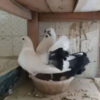 کفتر چتری اصل