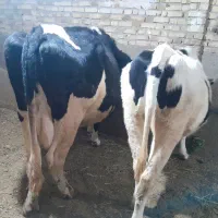 گاو شیری وتلیسه
