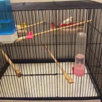 4 عدد فنچ نر با قفس سایز بزرگ|پرنده|تهران, پاسداران|دیوار