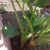 گل بابا آدم