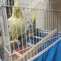 تخم عروس هلندی نطفه دار