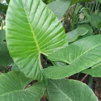 گل فیکوس وغیره