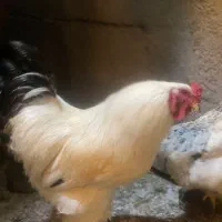 خروس برهما|حیوانات مزرعه|شیراز, کرونی(خاتونک)|دیوار