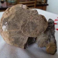 سنگ فسیل|کلکسیون اشیاء عتیقه|مشهد مرغاب, |دیوار