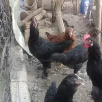 مرغوخروس|حیوانات مزرعه|فلاورجان, |دیوار