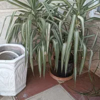 گل های زیبا|گل و گیاه طبیعی|شیراز, باغ تخت|دیوار