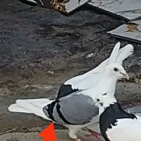 سلام دوستان یه کبوتر ماده دوکت