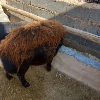 بره قوچ افشار سر سفید|حیوانات مزرعه|ساروق, |دیوار