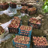 فروش باغ میوه در شهر افوس|فروش زمین و ملک کلنگی|بوئین و میاندشت, |دیوار