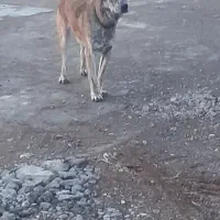 واگذاری سگ یکساله