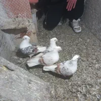 طوقی و گرده دار|پرنده|بروجرد, |دیوار