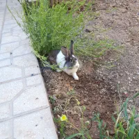 خرگوش  نژاد  مینی لوپ