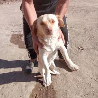 حیوانات|سگ|سبزوار, قصبه شرقی|دیوار