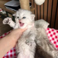 گربه سیلور تبی اسکاتیش|گربه|چالوس, |دیوار