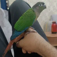 گرینچیک فول اهلی