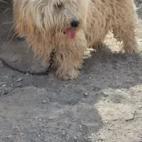 سگ‌پاکوتاه