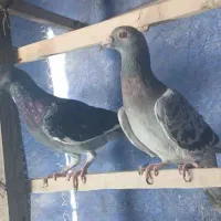 کفتر آلمانی نرو ماده|پرنده|اسلام‌شهر, ملک‌آباد|دیوار