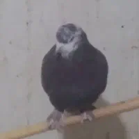 ۳۵عدد کفتر خوب غریب