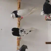 کفتر پرشی|پرنده|کاشمر, |دیوار