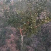 زمین کشاورزی|فروش زمین و ملک کلنگی|زاویه, |دیوار