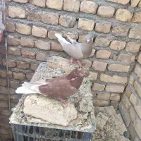 طوقی دمسفیددمسیاه سینه ای کله الماسی سرخ کاشونی|پرنده|مبارکه, |دیوار