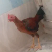 خروس لاری محلی دورگ