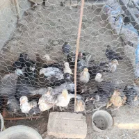 جوجه خزک|حیوانات مزرعه|قرقری, |دیوار