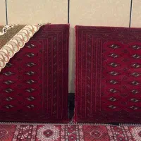پشتی اصل قارچین