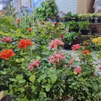 گل و گیاه طبیعی آپارتمانی