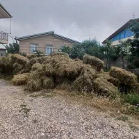 علف پرسی