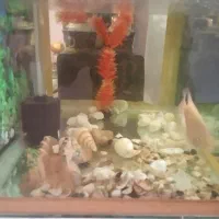 آکواریوم و ماهی