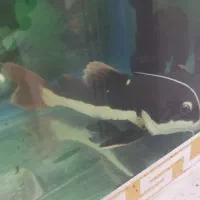 ماهی ردتیل و پهن کوسی شکاری