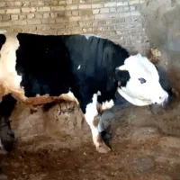 گوساله سیمنتال