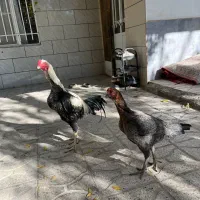 یک جفت عطیقه فروشی|پرنده|تربت جام, شهید غلام زاده|دیوار