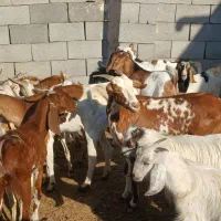 کهره گیسه بز خود بندرعباس با قصابی رایگان