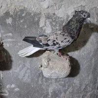 هفت رنگ دم سفید عطیغه