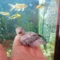 طوطی برزیلی سرلاکی نژاد وایت فیس|پرنده|مهاباد (آذربایجان غربی), |دیوار