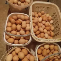 تخم مرغ محلی نطفه دار برای دستگاه جوجه کشی